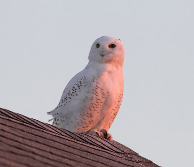 Snowy Owl - Bubo scandiacus (at sunset)