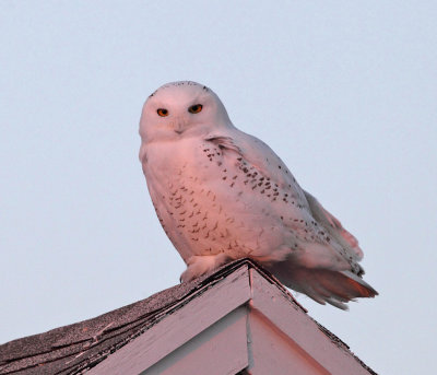 Snowy Owl - Bubo scandiacus (at sunset)