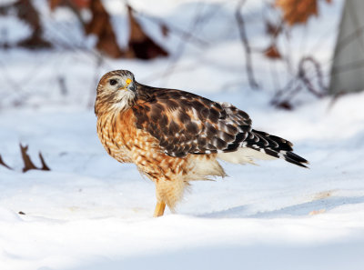 Red-shouldered Hawk - Buteo lineatus