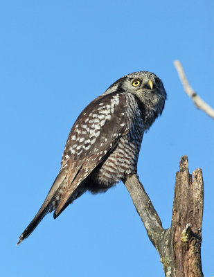 Northern Hawk Owl - Surnia ulula