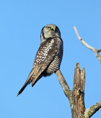 Northern Hawk Owl - Surnia ulula