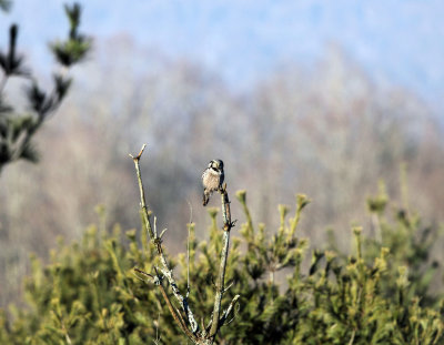 Northern Hawk Owl - Surnia ulula