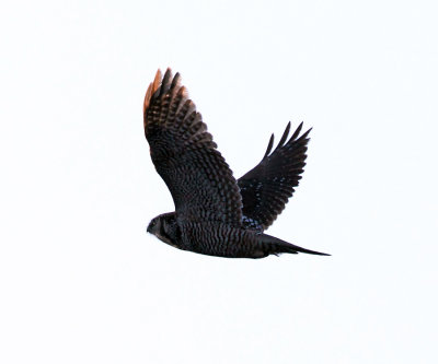 Northern Hawk Owl - Surnia ulula