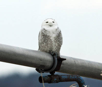 Snowy Owl - Bubo scandiacus