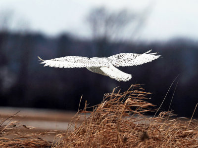 Snowy Owl - Bubo scandiacus