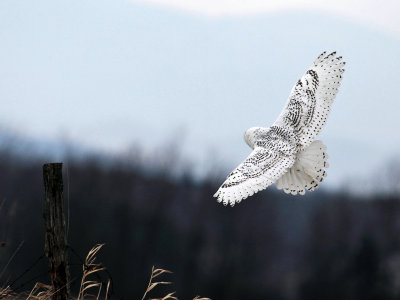 Snowy Owl - Bubo scandiacus