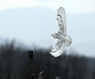 Snowy Owl - Bubo scandiacus