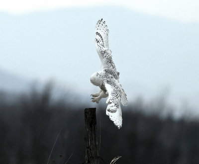 Snowy Owl - Bubo scandiacus