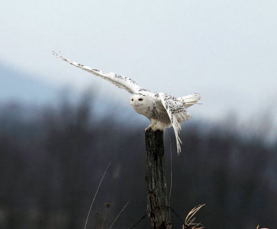 Snowy Owl - Bubo scandiacus