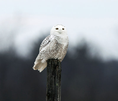 Snowy Owl - Bubo scandiacus