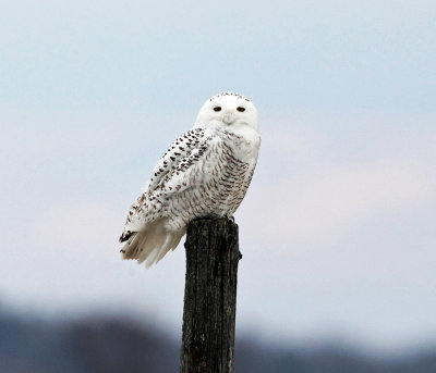 Snowy Owl - Bubo scandiacus