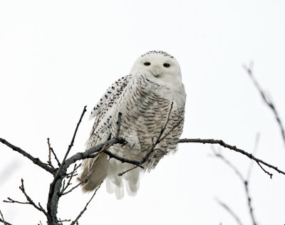 Snowy Owl - Bubo scandiacus