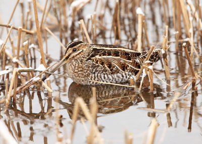 Wilsons Snipe - Gallinago delicata