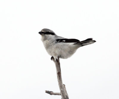 Northern Shrike - Lanius borealis