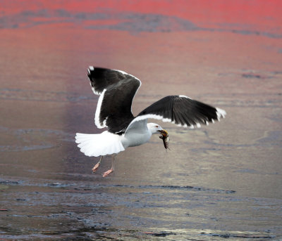 Great Black-backed Gull - Larus marinus