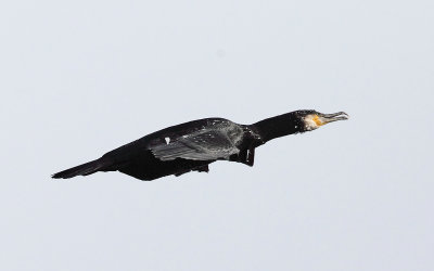 Great Cormorant - Phalacrocorax carbo (covered with ice)