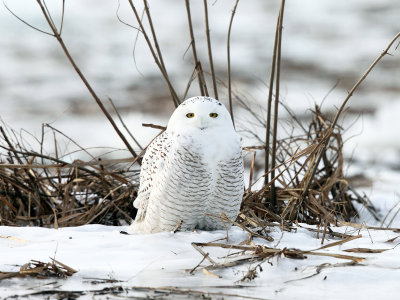 Snowy Owl - Bubo scandiacus