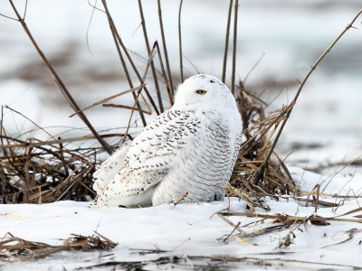 Snowy Owl - Bubo scandiacus