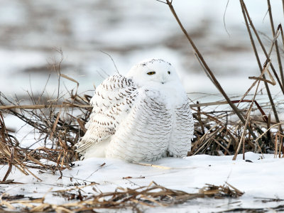 Snowy Owl - Bubo scandiacus