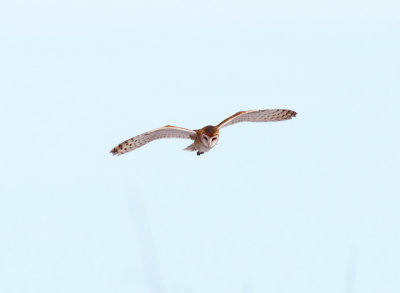 Barn Owl - Tyto alba