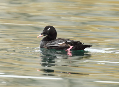 White-winged Scoter - Melanitta fusca