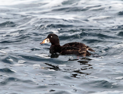 Surf Scoter - Melanitta perspicillata