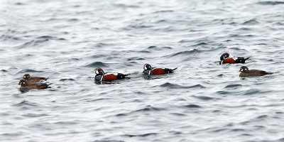 Harlequin Duck - Histrionicus histrionicus