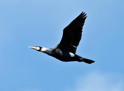 Great Cormorant - Phalacrocorax carbo