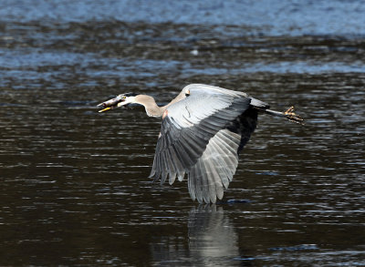 Great Blue Heron - Ardea herodias