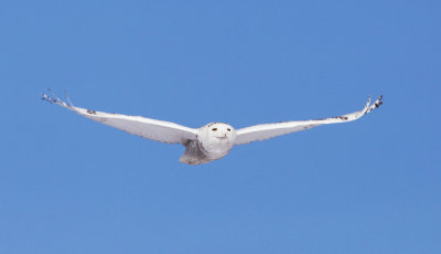 Snowy Owl - Bubo scandiacus