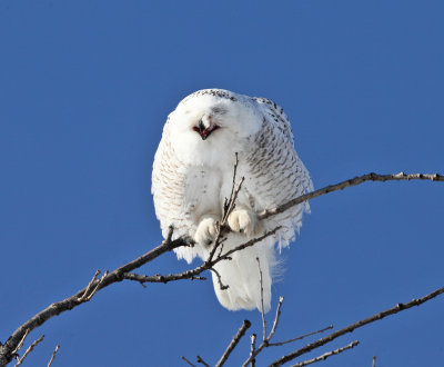 Snowy Owl - Bubo scandiacus