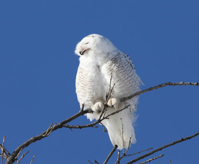 Snowy Owl - Bubo scandiacus