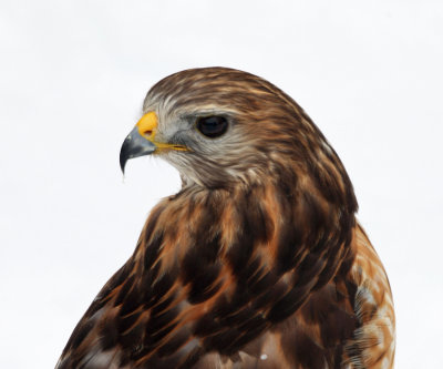 Red-shouldered Hawk - Buteo lineatus