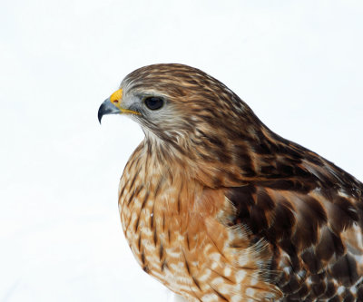 Red-shouldered Hawk - Buteo lineatus