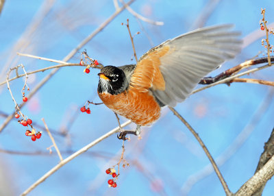 American Robin - Turdus migratorius