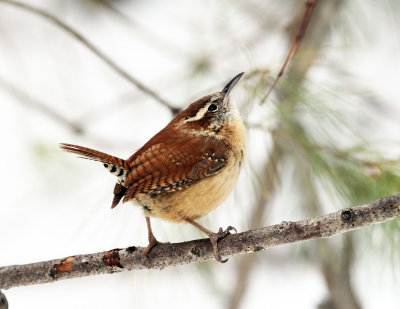 Carolina Wren - Thryothorus ludovicianus