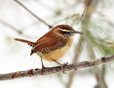 Carolina Wren - Thryothorus ludovicianus