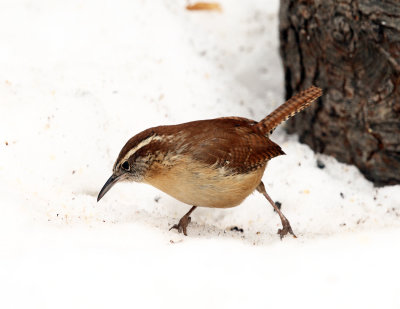 Carolina Wren - Thryothorus ludovicianus