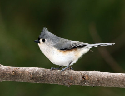 Tufted Titmouse - Baeolophus bicolor