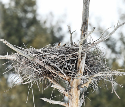 Great Horned Owl - Bubo virginianus