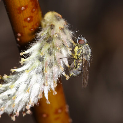 Willow Catkin Fly - Egle sp.
