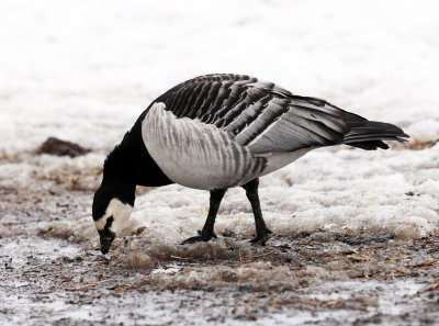 Barnacle Goose - Branta leucopsis