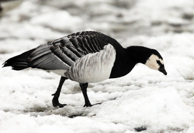 Barnacle Goose - Branta leucopsis