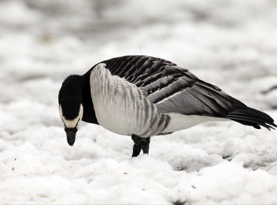 Barnacle Goose - Branta leucopsis