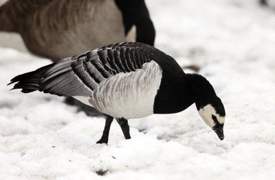 Barnacle Goose - Branta leucopsis