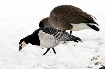 Barnacle Goose - Branta leucopsis