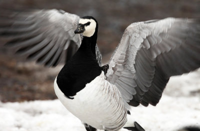 Barnacle Goose - Branta leucopsis