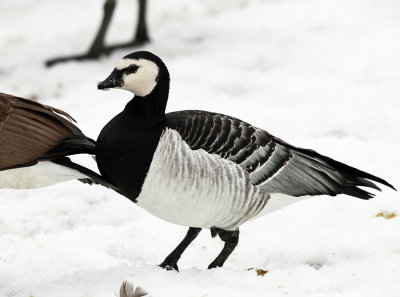 Barnacle Goose - Branta leucopsis