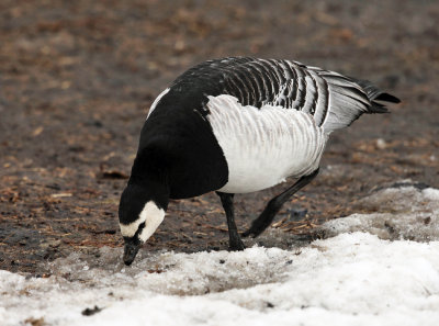 Barnacle Goose - Branta leucopsis