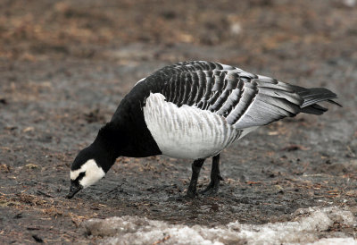 Barnacle Goose - Branta leucopsis